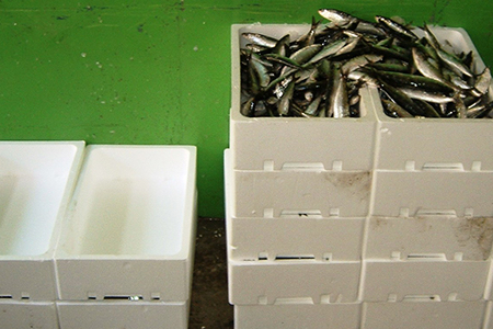Foto Las cajas de EPS-airpop® para alimentos frescos y congelados ya tienen su propia norma.